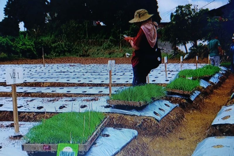 pemkab-wonosobo-dan-brin-uji-keunggulan-varietas-bawang-daun-lokal