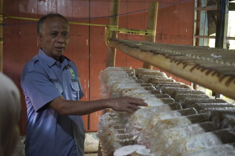 unhas-budidaya-jamur-tiram-di-kampung-rimba