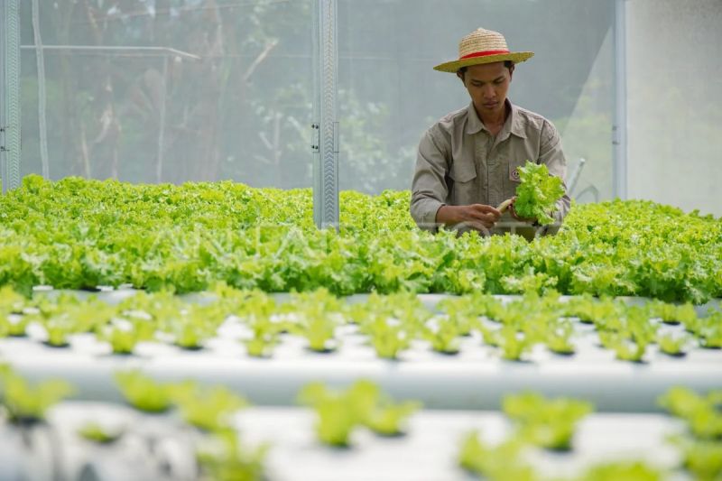 mentan-27-ribu-anak-muda-jadi-petani-berpendapatan-hingga-rp20-juta