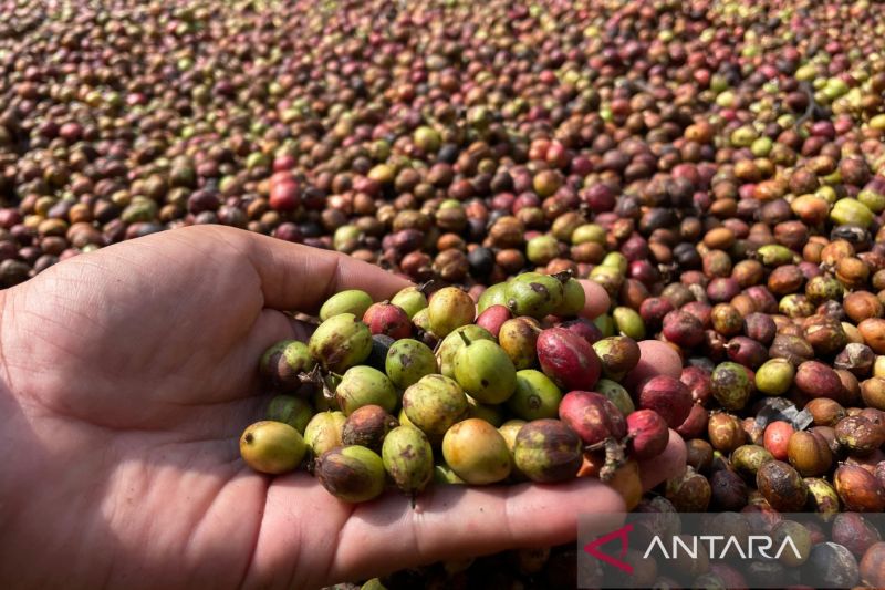 lakon-srikandi-penyuling-asa-kopi-robusta-di-lereng-gunung-ciremai
