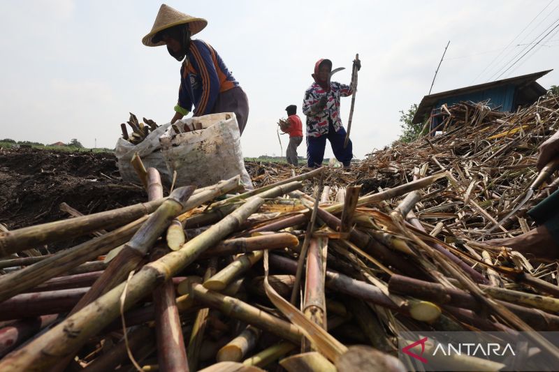 mengejar-swasembada-gula-tebu-2026