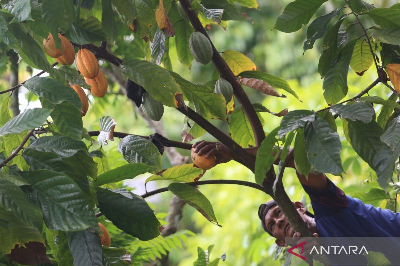 kemendag-suplai-naik-harga-biji-kakao-turun-145-persen