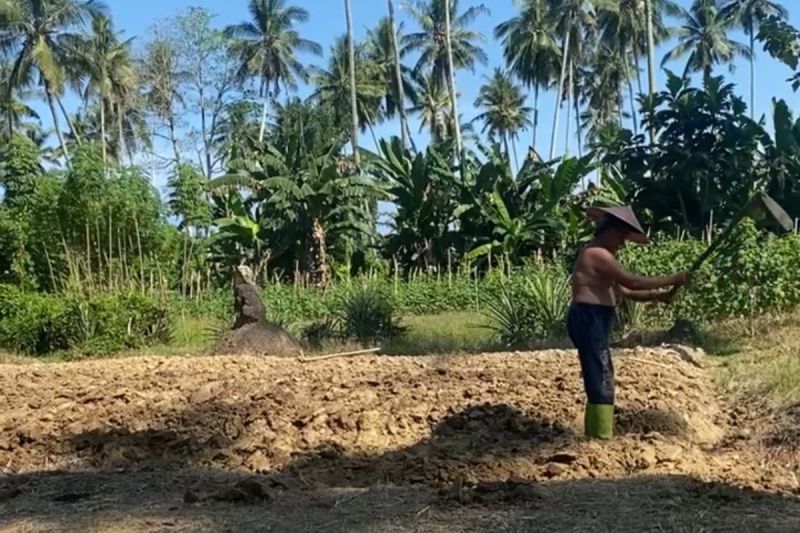 petani-di-sulbar-harap-pengawasan-harga-pupuk-bersubsidi-diperketat