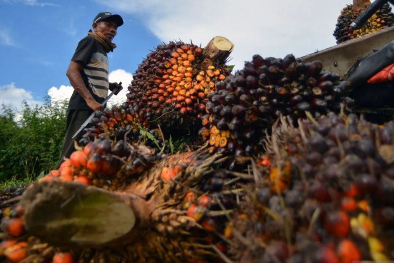 harga-tbs-kelapa-sawit-di-riau-turun-jadi-rp362691-per-kg