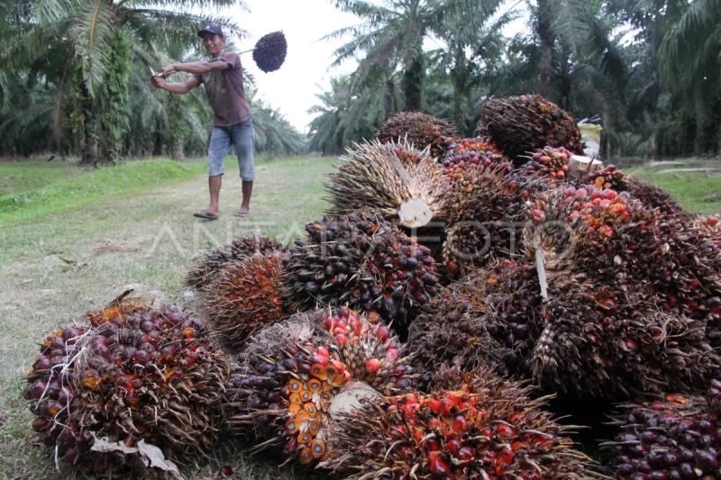 gapki-produksi-cpo-tumbuh-13-persen-capai-3565-juta-ton-per-agustus