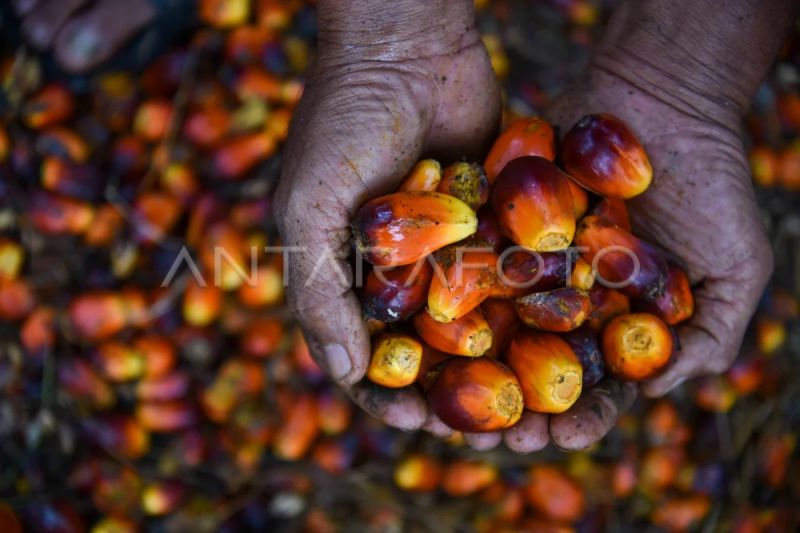 gapki-sebut-penerapan-b50-berpotensi-naikkan-harga-cpo