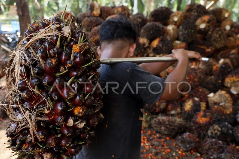 gapki-pengusaha-sawit-siap-hadapi-eudr-tantangan-ada-di-petani