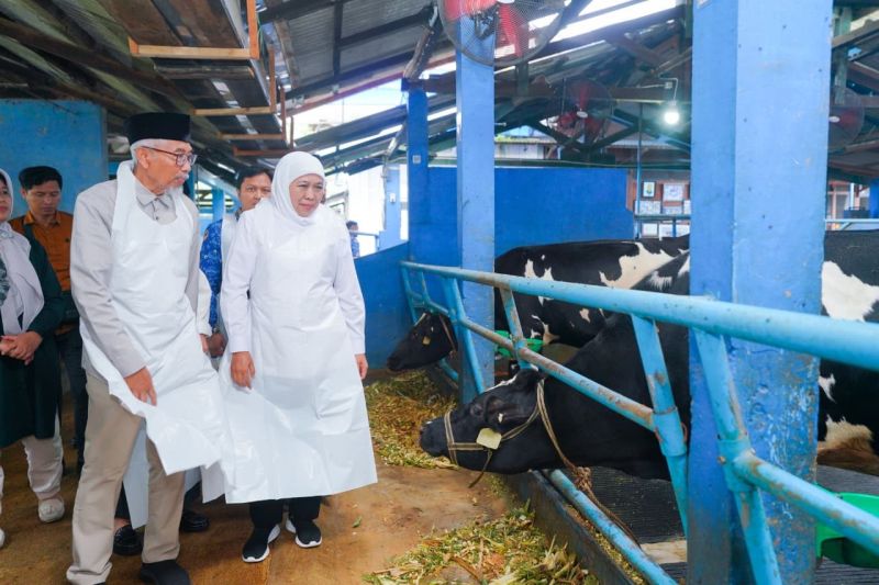 khofifah-optimistis-integrated-farming-pasuruan-dongkrak-produksi-susu