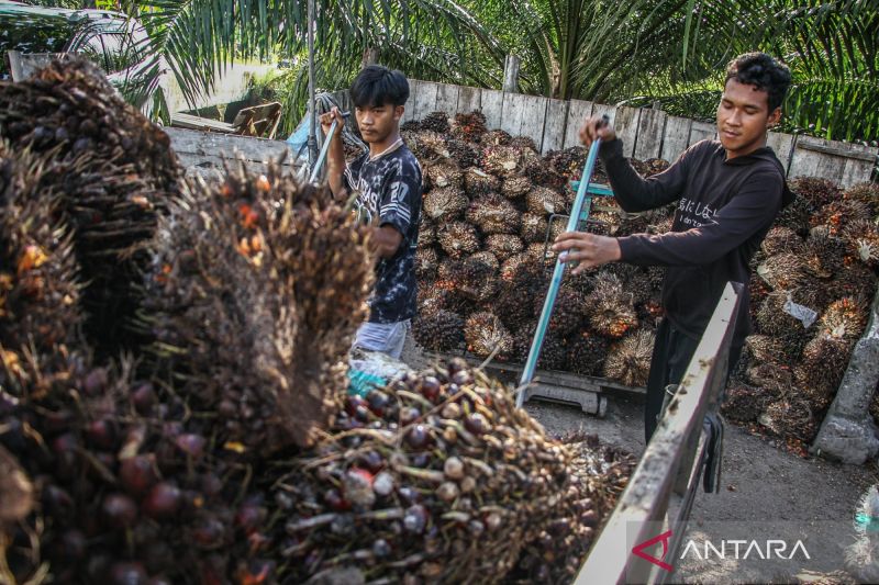ekonom-ri-perlu-daya-tawar-lebih-agar-as-beri-tarif-rendah-bagi-sawit