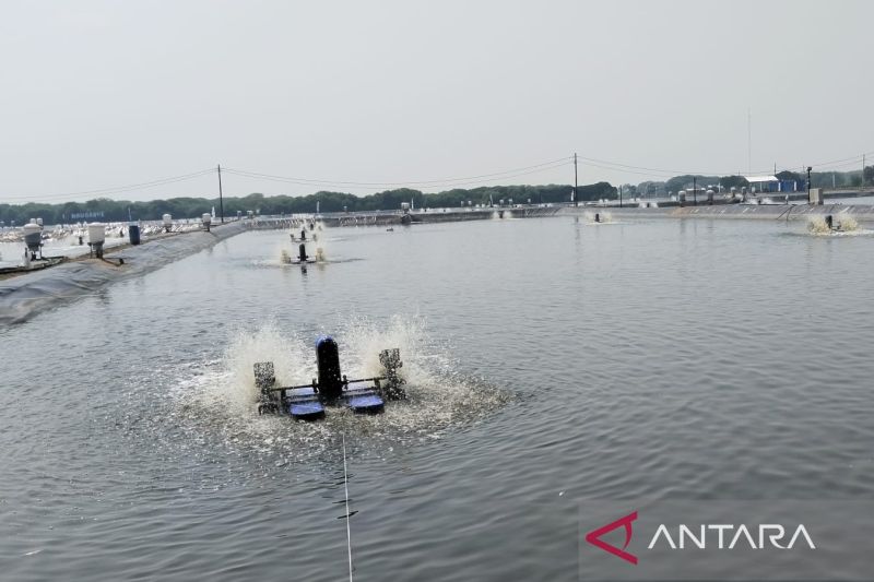 menanti-angin-segar-revitalisasi-tambak-pantura-karawang