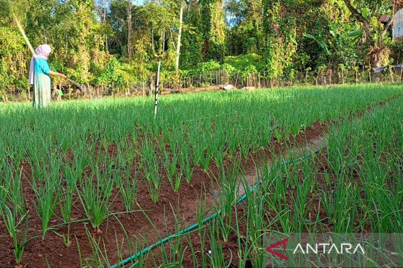 Jejak literasi keuangan dari pegunungan hingga kepulauan di Sulsel