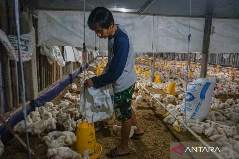 pemprov-ntb-perkuat-kemandirian-pangan-lewat-hilirisasi-unggas