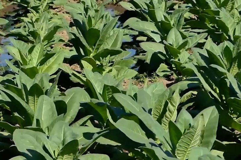 industri-pengolahan-tembakau-alami-ekspansi-dengan-nilai-iki-tertinggi