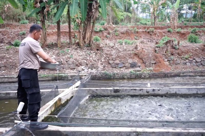 Anggota polisi Pekalonganberdayakan ekonomi warga lewat ternak lele