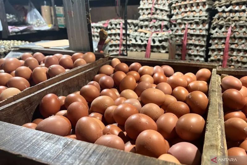 pihps-harga-cabai-rawit-rp40660kg-telur-ayam-rp31400kg