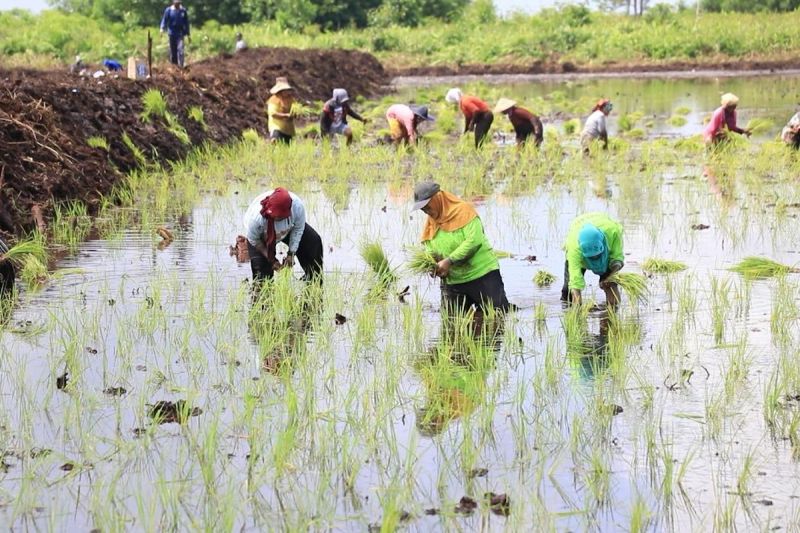 kementan-manfaatkan-puncak-musim-hujan-untuk-perluas-tanam-dan-pasokan