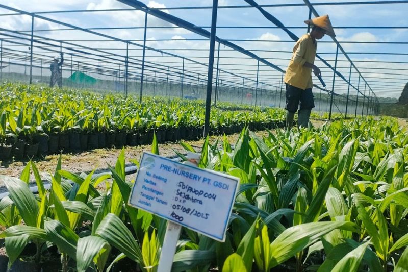 astra-agro-siap-tingkatkan-produktivitas-sawit-tanpa-perluasan-lahan