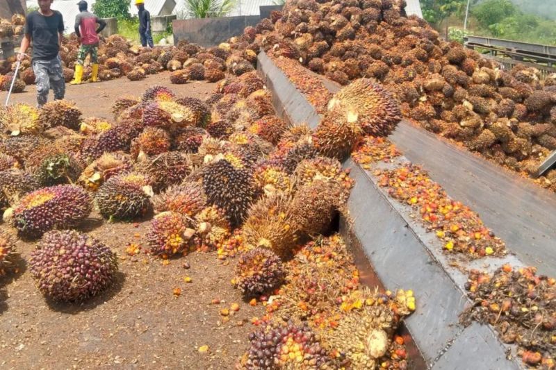 kemendag-harga-cpo-naik-tipis-dipicu-rencana-penerapan-b50