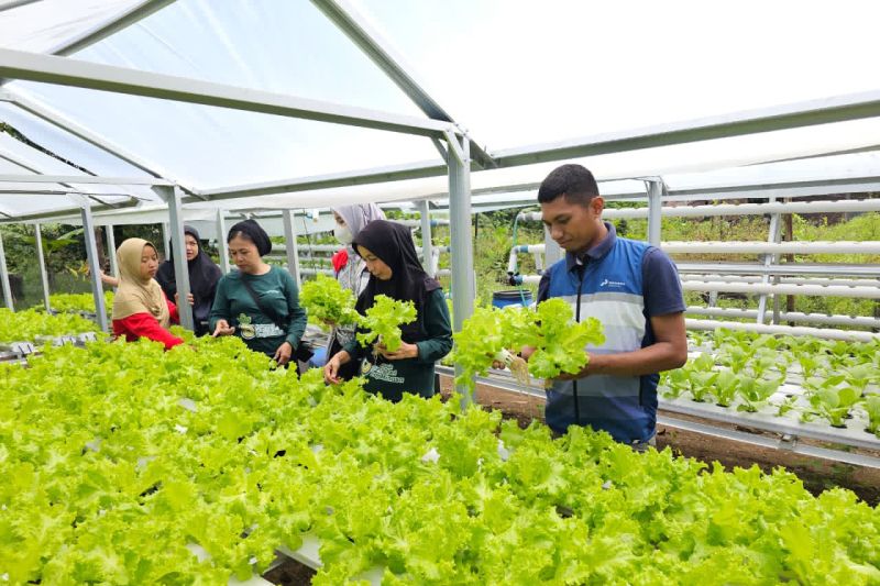 Dukung Ketahanan Pangan, Pertamina Patra Niaga Sulawesi Ajak Kelompok Wanita Tani Memanen Bersama