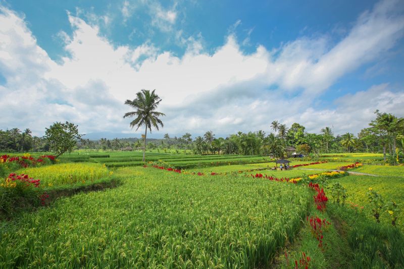 pemkab-banyuwangi-luncurkan-jelajah-wisata-ijen-golden-route