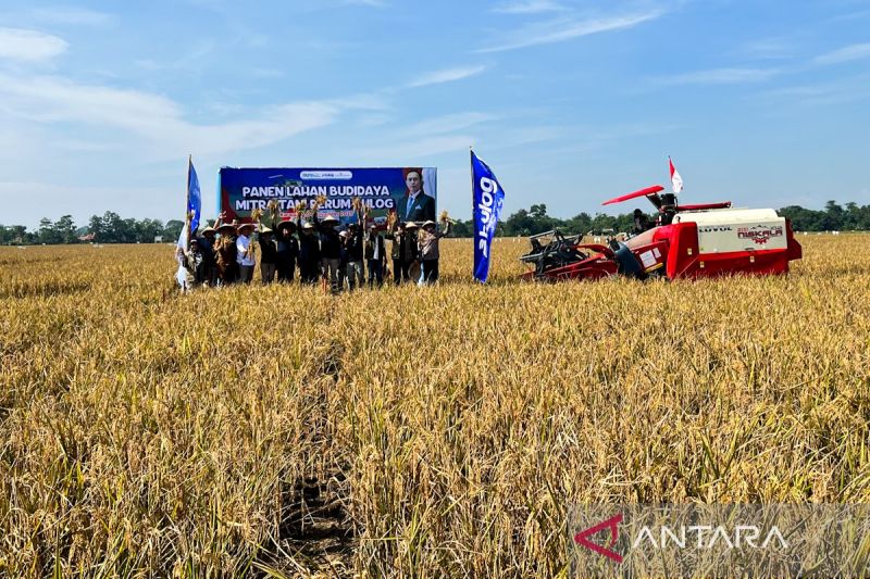 bulog-optimalkan-aset-dorong-produksi-padi-unggul-72-tonhektare