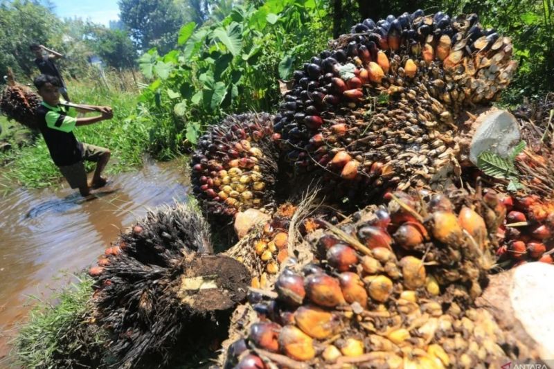 harga-tbs-kelapa-sawit-di-riau-kembali-turun-jadi-rp3509-per-kg