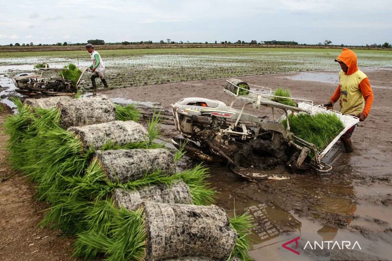 hingga-oktober-2025-target-cetak-sawah-53-ribu-hektare-di-kalteng-telah-tergarap-25-persen