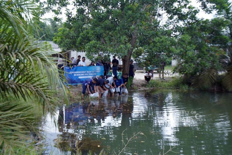 pt-timah-tebar-ribuan-bibit-ikan-endemik-di-bekas-tambang-cambai