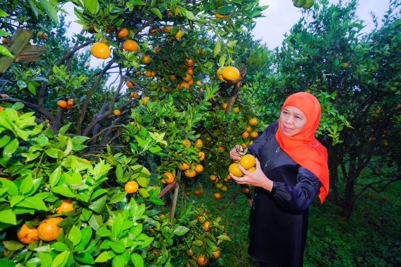 khofifah-dorong-perluasan-pasar-dan-desa-wisata-jeruk-siam-madu-tutur