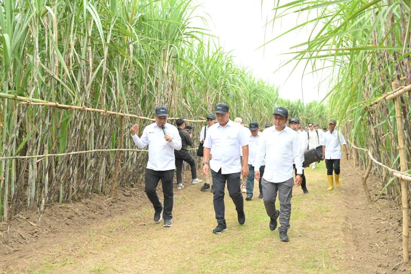 danantara-dorong-sinergi-bumn-wujudkan-swasembada-gula