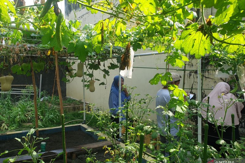 pemprov-sumsel-kembangkan-gerakan-mandiri-pangan-ke-daerah-pesisir