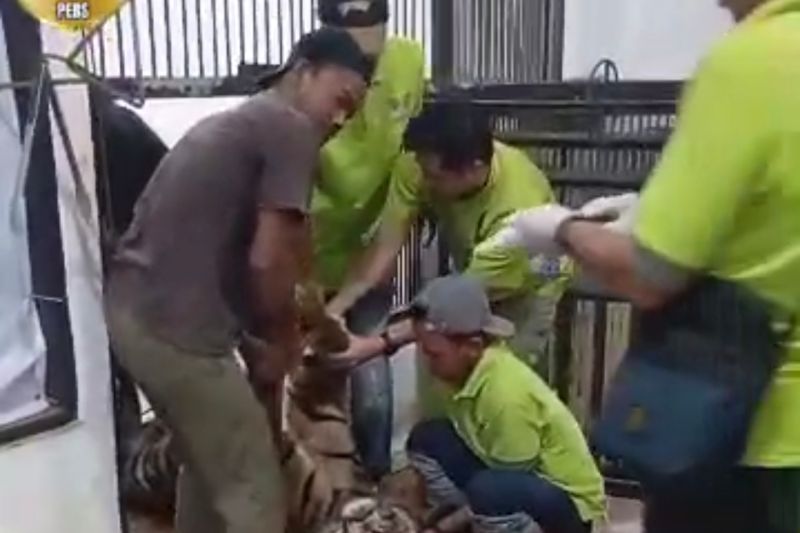 BKSDA: Harimau sumatra di Lembah Hijau mati karena perdarahan otak