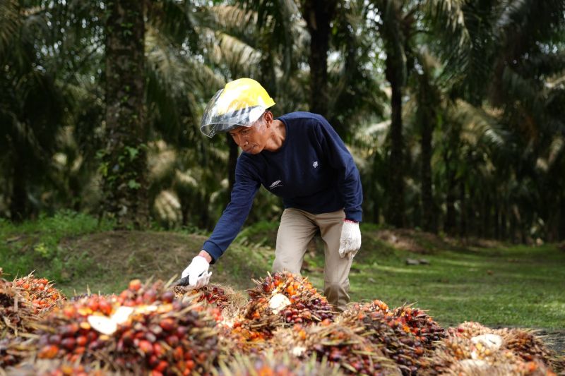 palmco-catat-produksi-cpo-meningkat-jadi-22-juta-ton-hingga-oktober