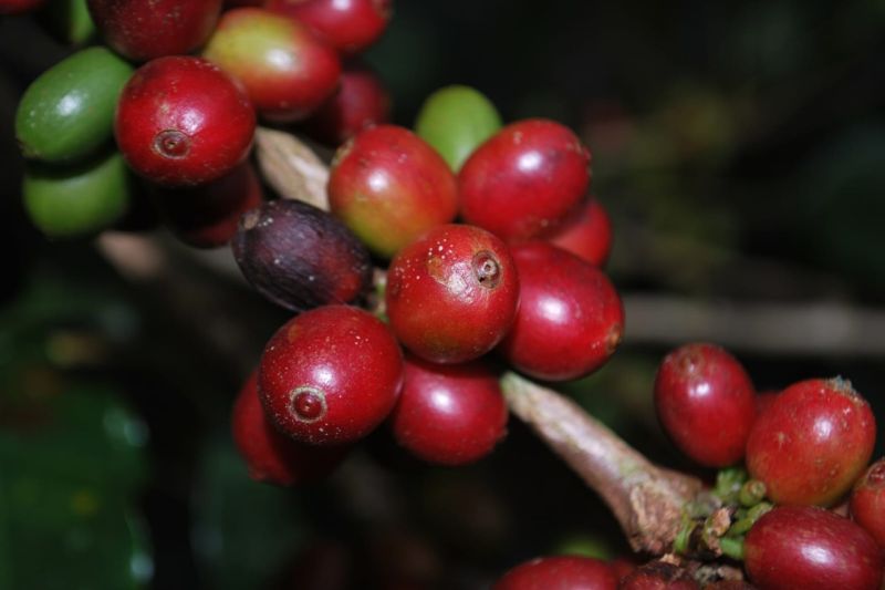 Kirin: Pengembangan Bahan Fermentasi Dari Buah Kopi Untuk Meningkatkan Body dan Aroma, Berkontribusi Pada Keberlanjutan Perkebunan Kopi, Pengurangan Dampak Lingkungan, dan Penanganan Masalah Sosial Te
