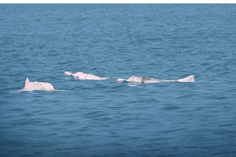 Solusi AI Tunjukkan Hasil Awal yang Menjanjikan dalam Pelestarian Lumba-Lumba Putih Tiongkok