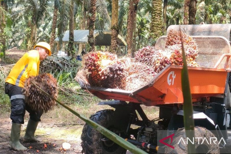 industri-sawit-diminta-jadikan-eudr-peluang-bersaing-di-pasar-global
