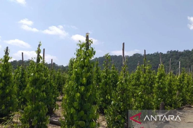 kementan-diminta-kembangkan-varietas-unggul-tanaman-lada-babel