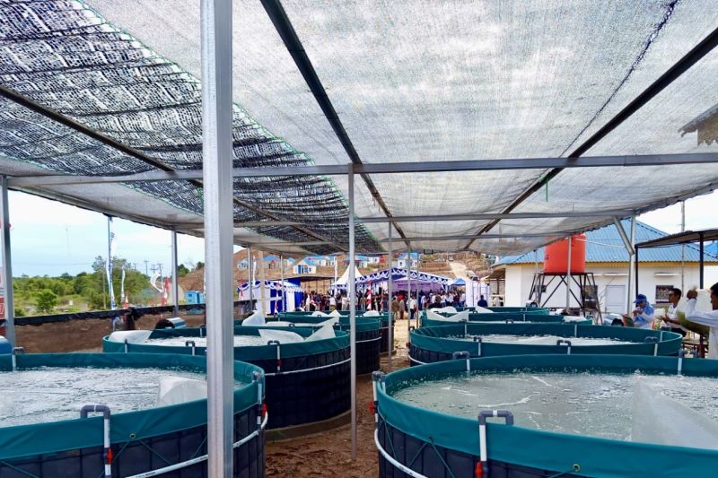 budidaya-bioflok-jadi-usaha-alternatif-nelayan-pesisir-batam