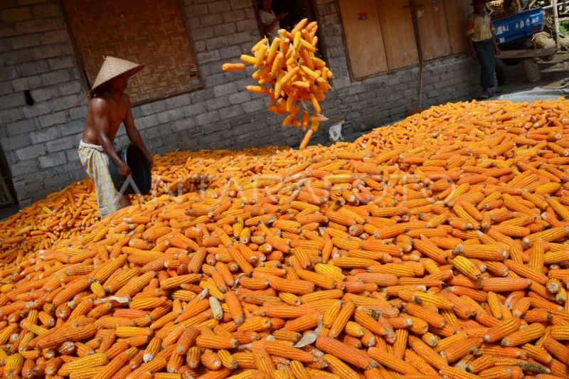 rantai-jagung-yang-belum-tersambung