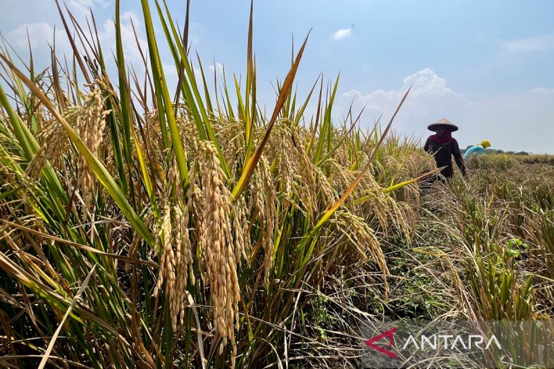anggota-dpr-produktivitas-pertanian-meningkat-jaga-stabilitas-ekonomi