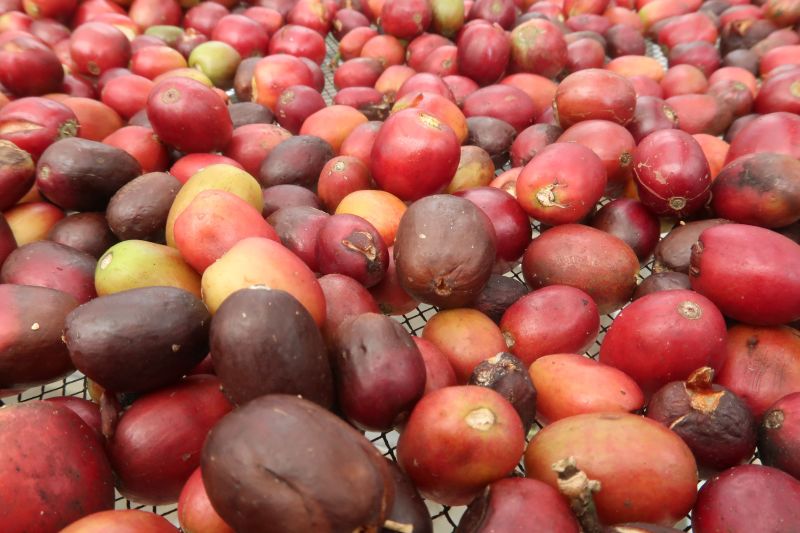 hidup-berubah-cerah-karena-kopi