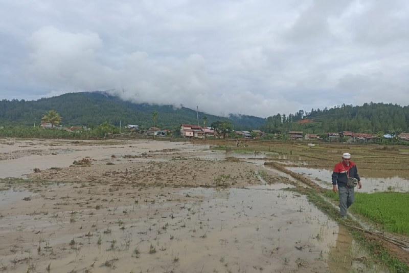 panen-gagal-70-hektare-sawah-teredam-banjir-di-gayo-lues-aceh