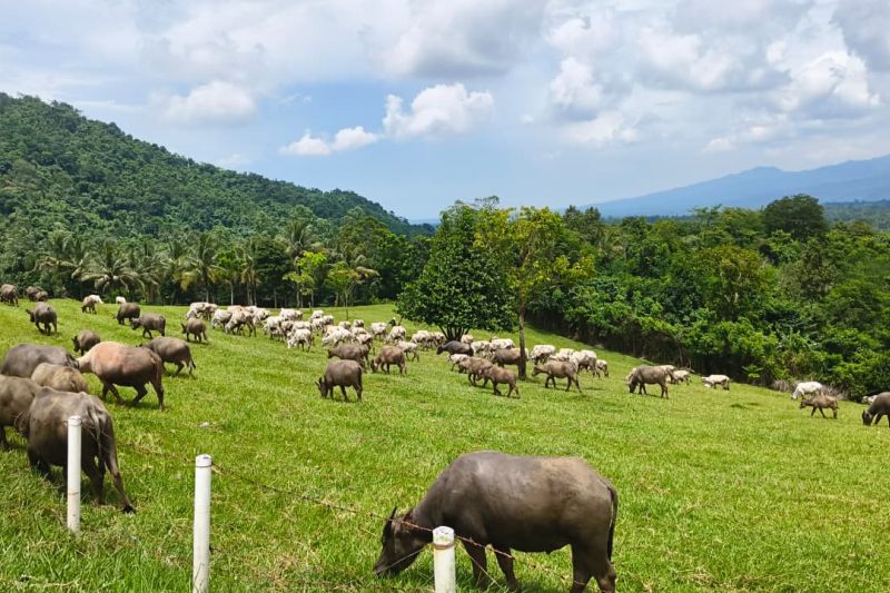 kementan-fokus-memperbaiki-hulu-peternakan-guna-tekan-impor