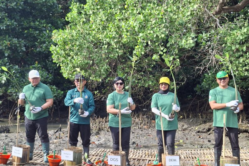 kompensasi-emisi-kki-bi-tanam-1000-mangrove-di-teluk-benoa-bali