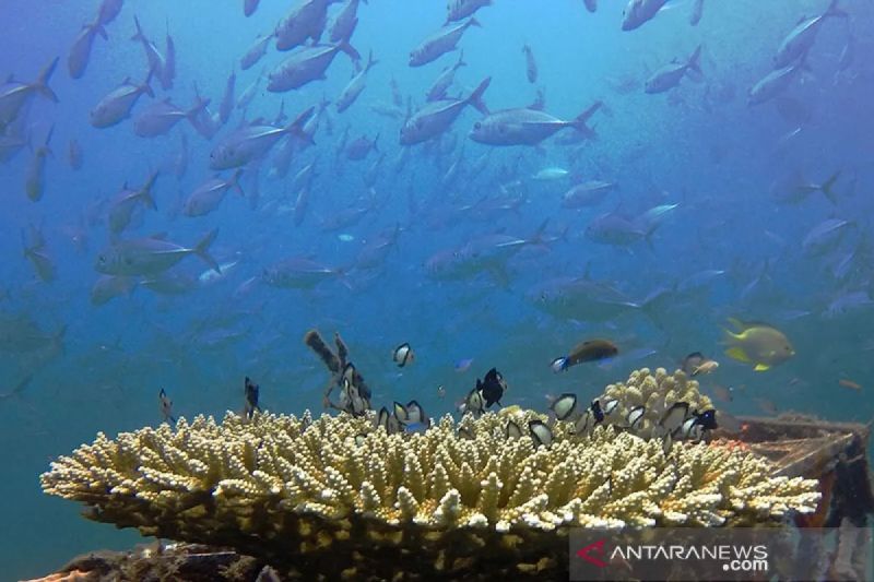 kkp-ri-perkuat-kaliasi-global-soal-aksi-iklim-berbasis-laut