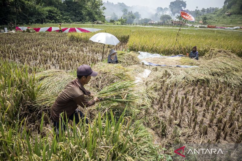 kontribusi-pdb-sektor-pertanian-2025-jadi-tertinggi-enam-tahun-terakhir