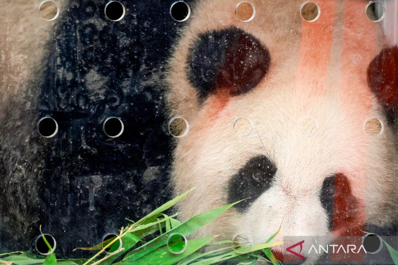 Momen haru, dua Panda senior Huan Huan dan Yuan Zi kembali ke China