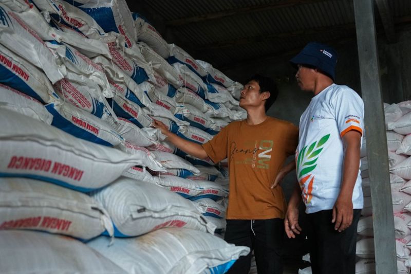 petani-di-bogor-senang-harga-pupuk-subsidi-turun-20-persen-gabah-naik
