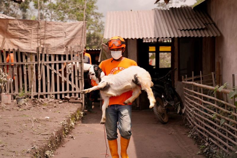 kementan-salurkan-pakan-vitamin-lindungi-ternak-terdampak-semeru