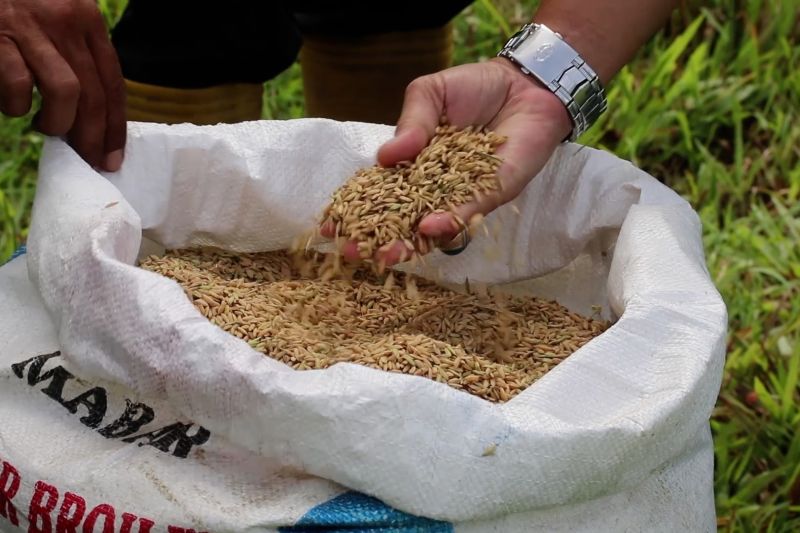 musim-panen-gadu-bulog-aceh-pastikan-harga-gabah-stabil